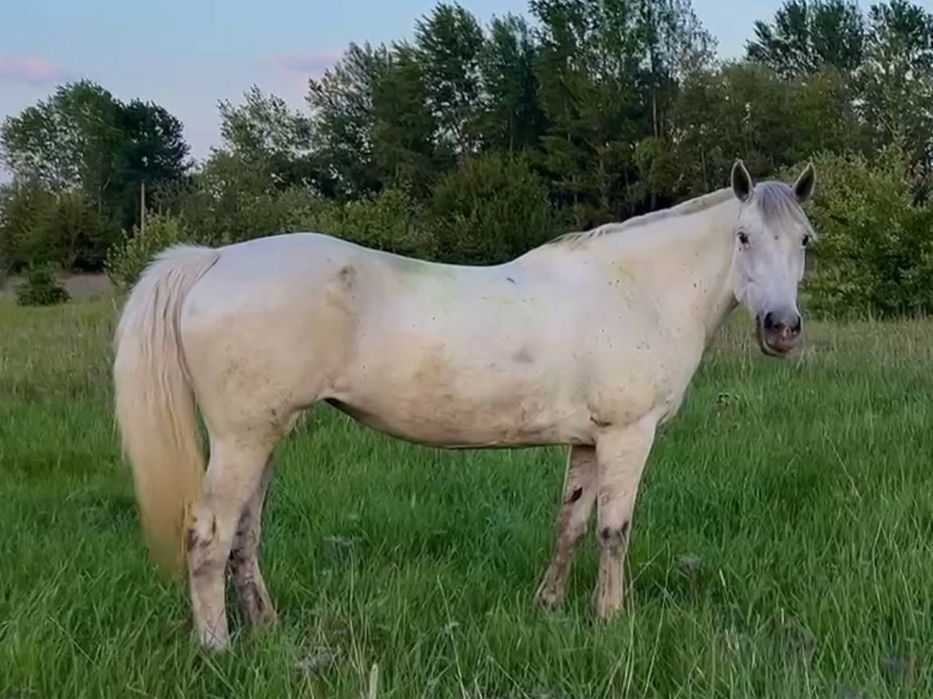 Продам кобылу