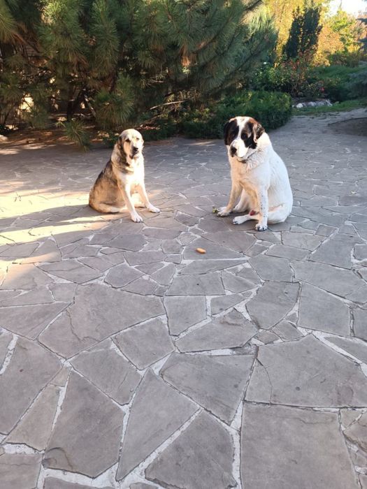 Мощные щенки Алабая -будущие охранники..