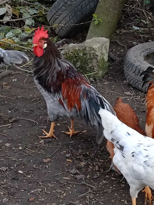 Koguty Włoszki i mieszańce sprzedam