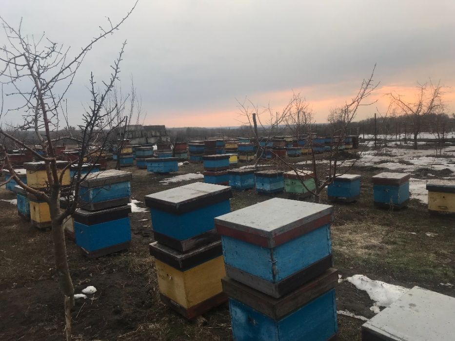 Продам пчелосемьи