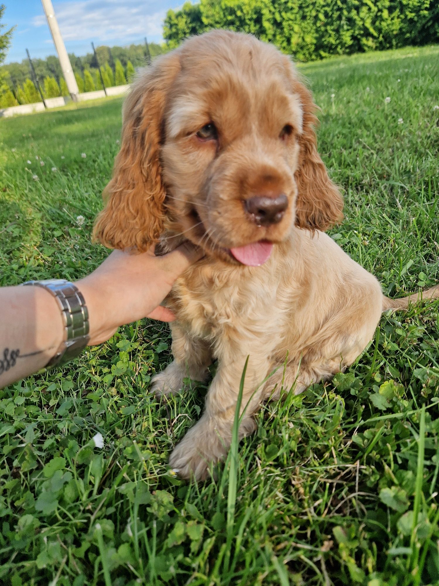 Piesek cocker spaniel rudy pies