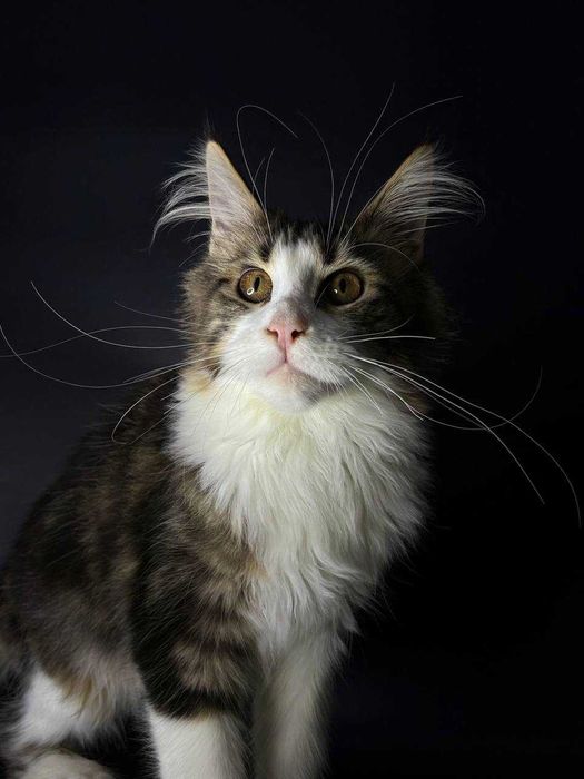 Елітна мейн-кун кішечка паспорт WCF, щеплення, зручна доставка