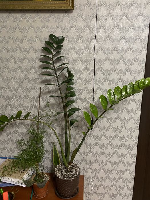 Заміокулькос