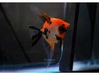 skalar red devil GRUBY KOCUR sklep zoologiczny rzeszów