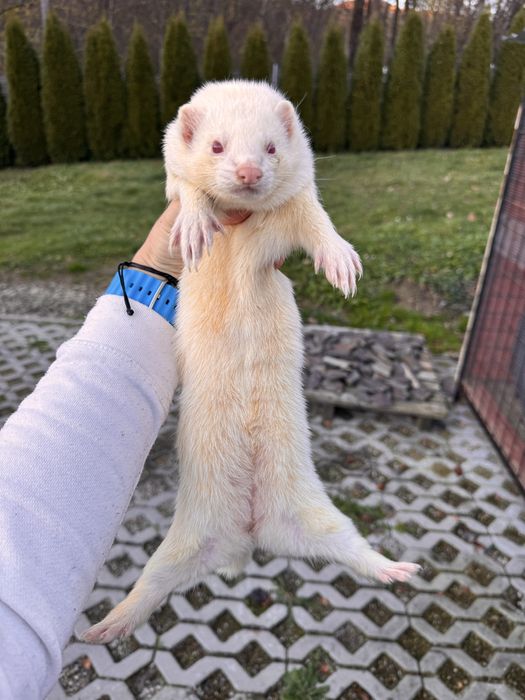 Fretka - albino samica