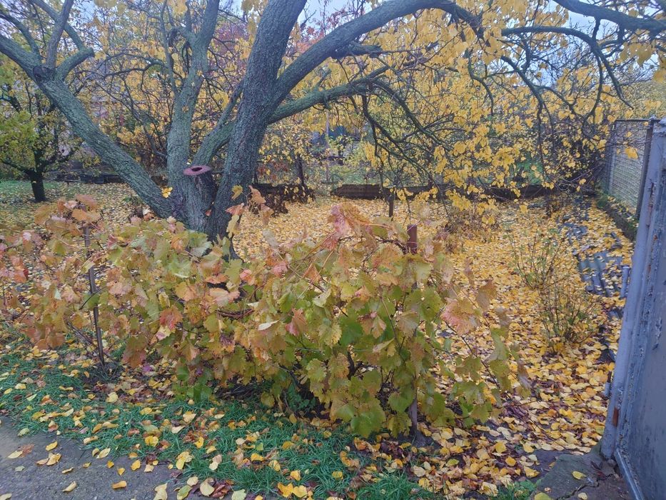 Продам дом в с.Аполлоновка Днепропетровской обл.