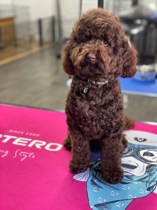 Lindos meninos de caniche toy e mini toy para ACASALAR!!!