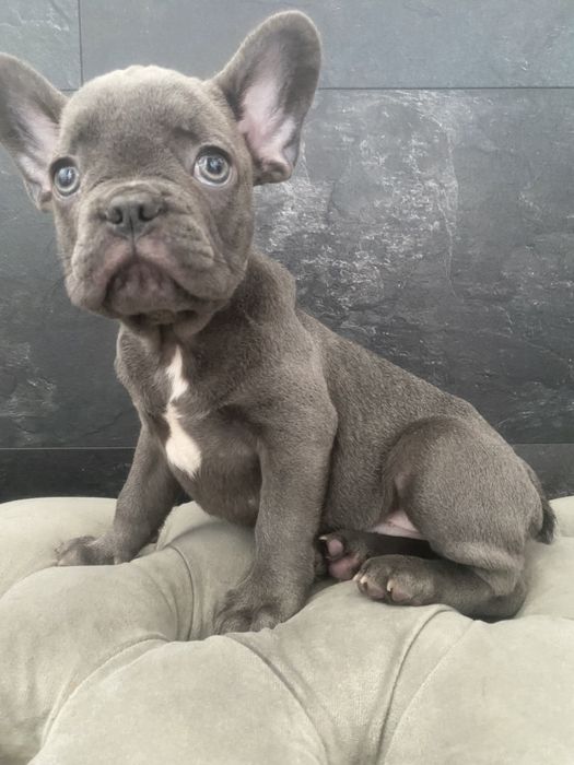 Очень добрый, нежный и ласковый мальчик, голубой французский бульдог