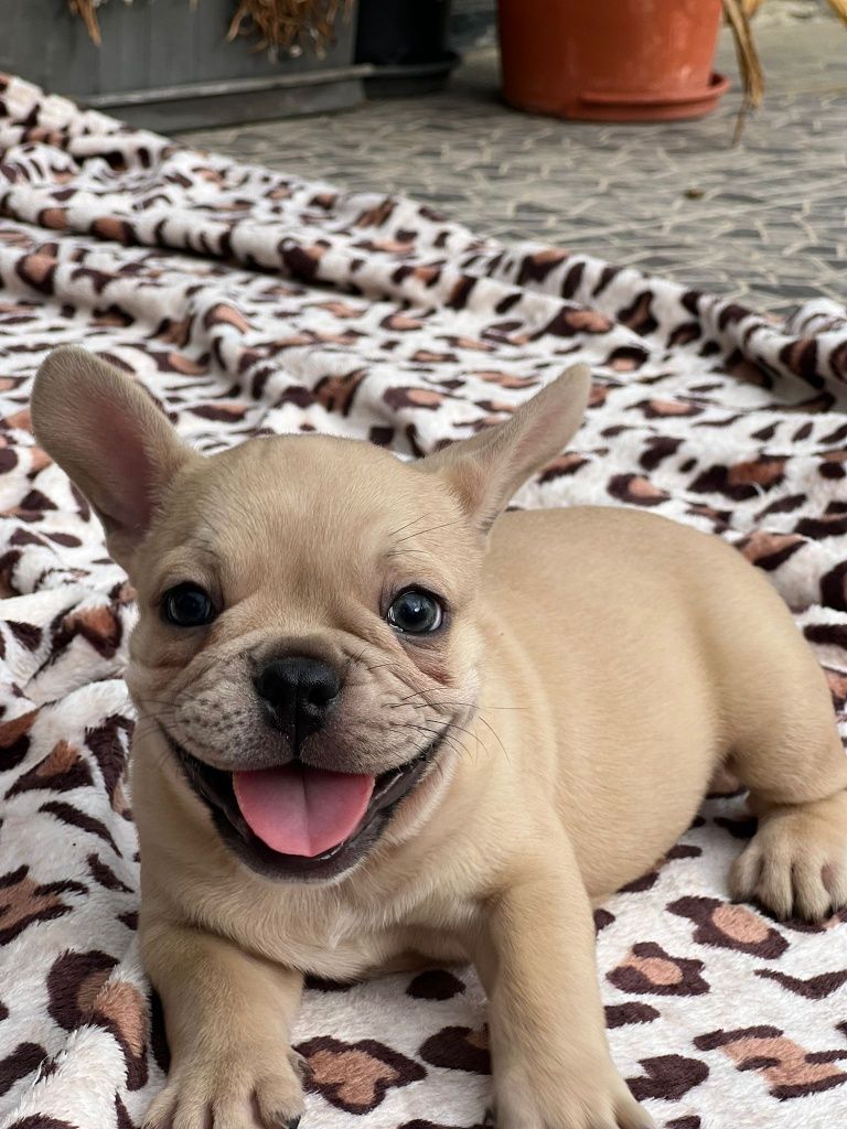 Bulldog Francês excelente menino olhinhos verdes