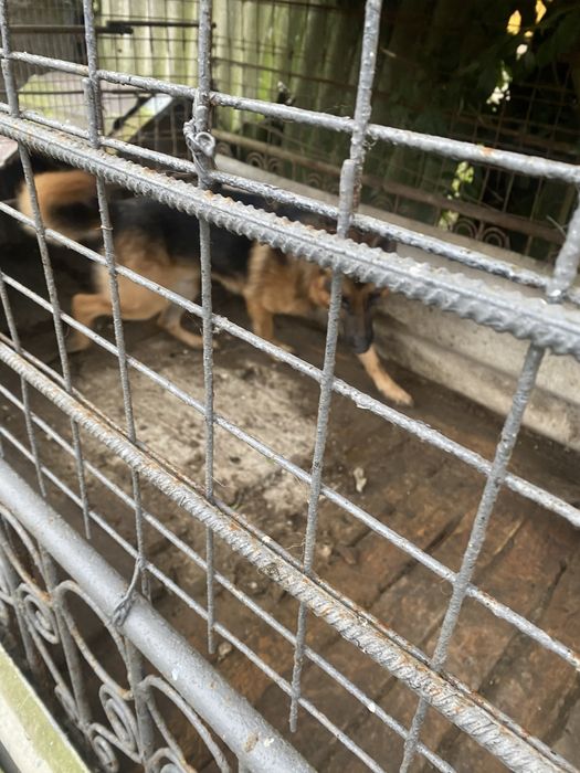 Продається Німецька вівчарка Кобель 3 Роки