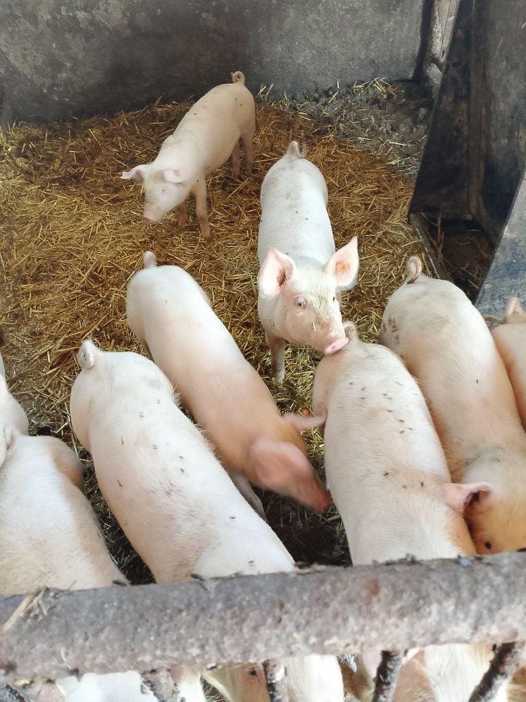Sprzedam warchlaki