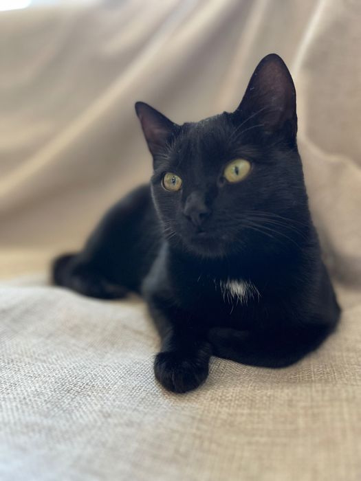 Прилаштовується киця