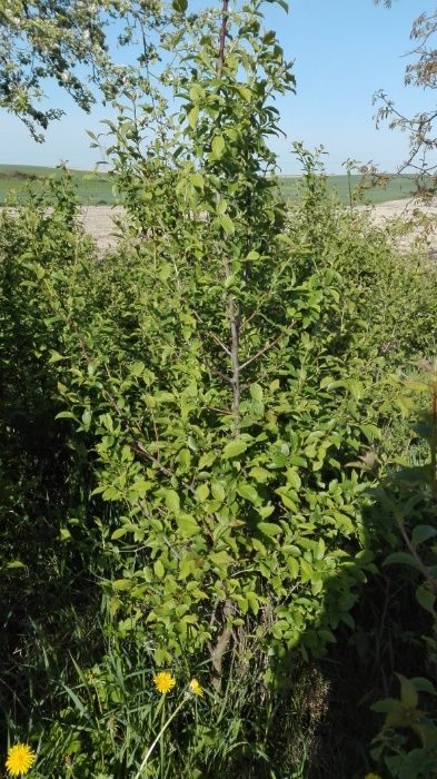 Śliwka węgierka młode drzewka do sadzenia