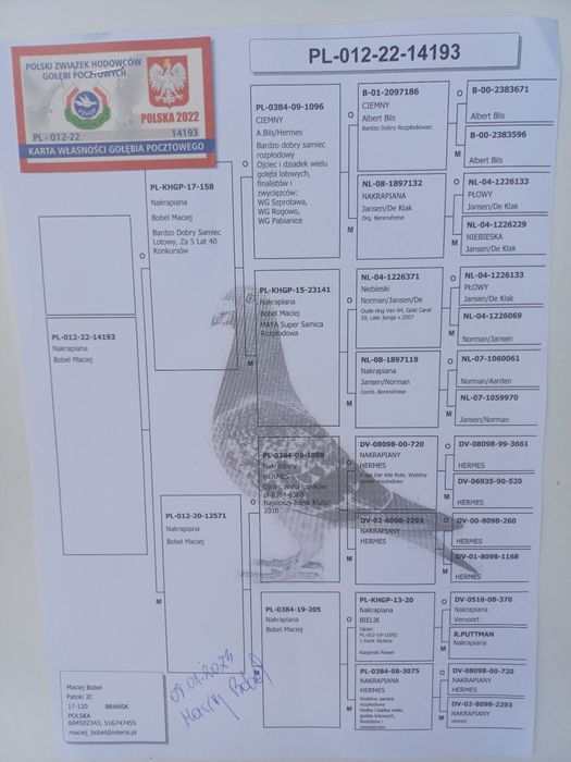 Gołębie pocztowe
