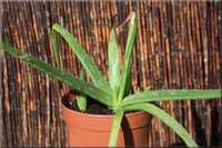 Aloes aloe vera , sukulent, roślina domowa doniczkowa + gratis