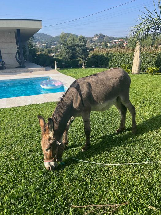 Burro de cor castanha 3 anos, com chip, "Taco"