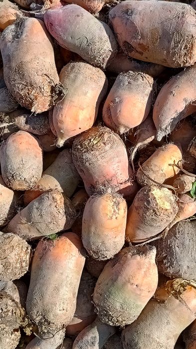 Продам Буряк кормовий