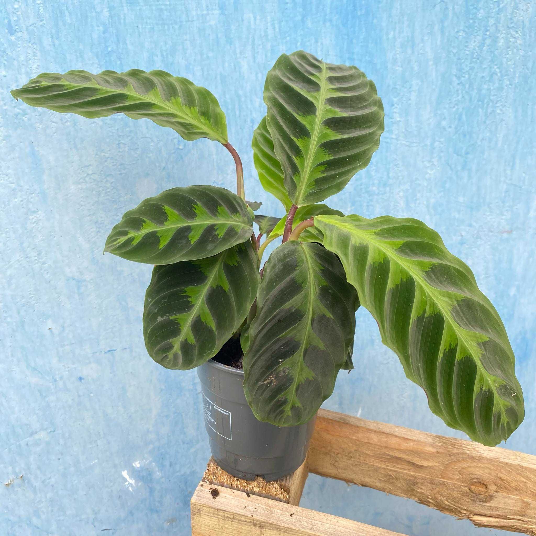 Calathea Warscewiczii Kalatea