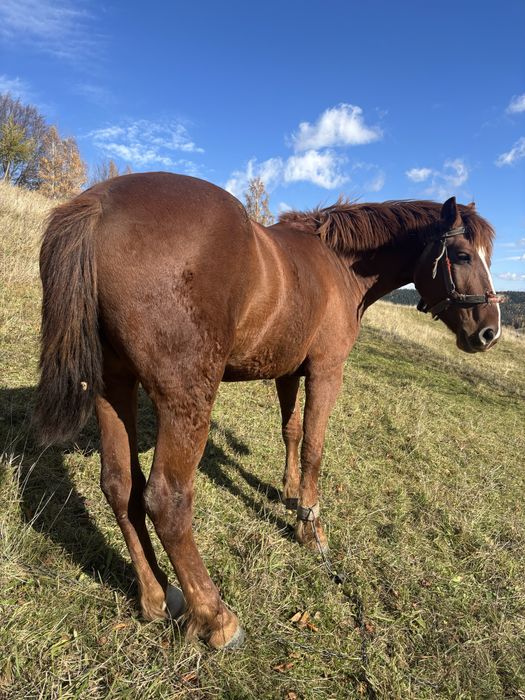 Кобила молода робоча продається