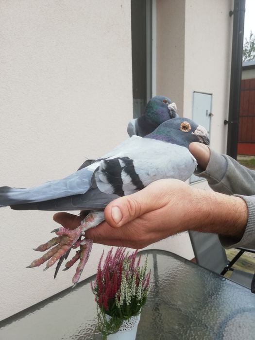 Gołębie rzeszowskie sprzedam