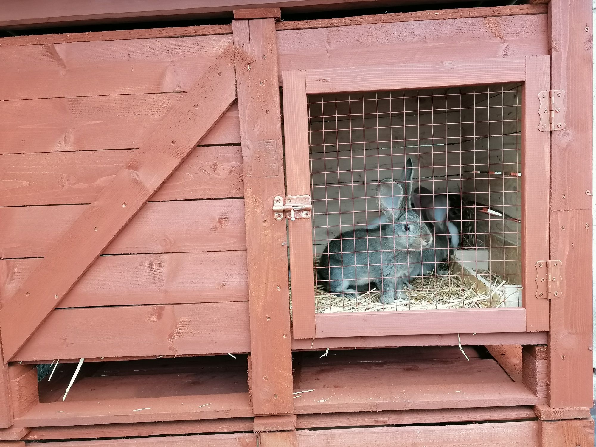 Zestaw dwóch klatek dla królików