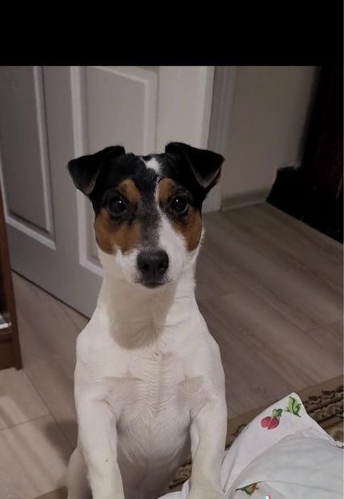 Джек Рассел В‘язка