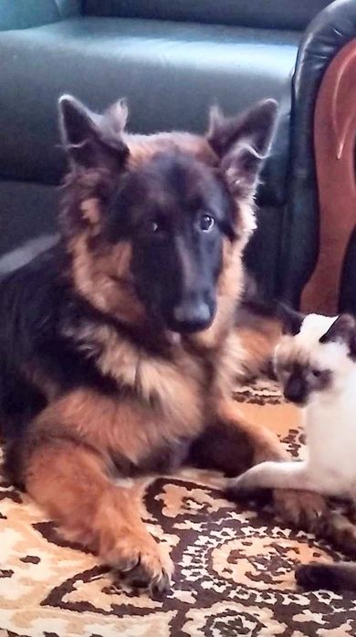 Дівчинка Німецької вівчарки