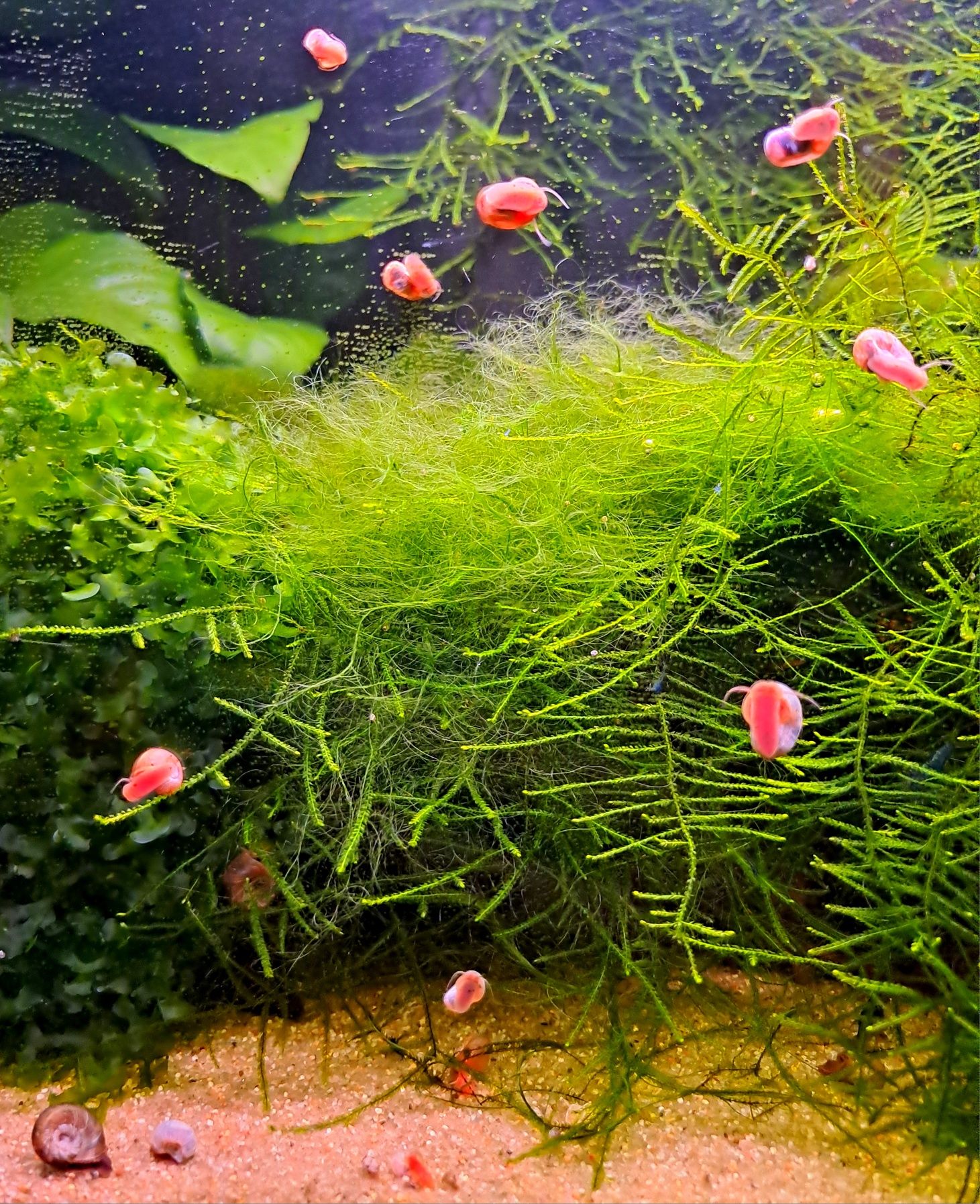 Caracois planorbis