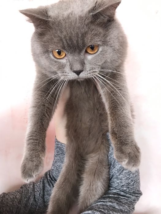 Британский прямоухий кот ВЯЗКА | британец / Британський прямоухий кіт