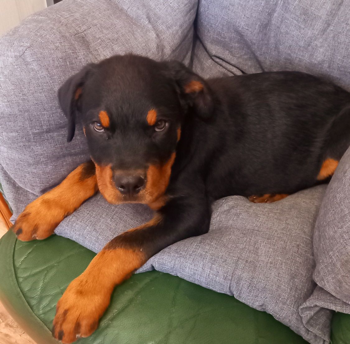 Piesek rottweiler