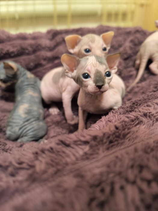 Кошенята канадський сфінкс