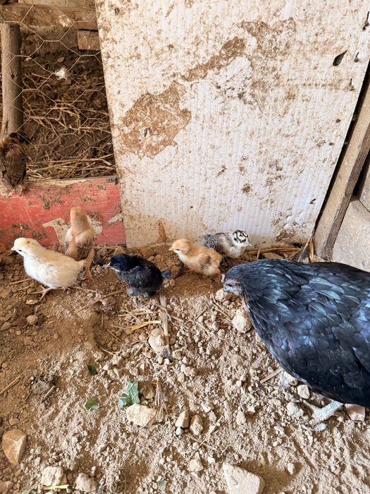 Aves capoeira pintos