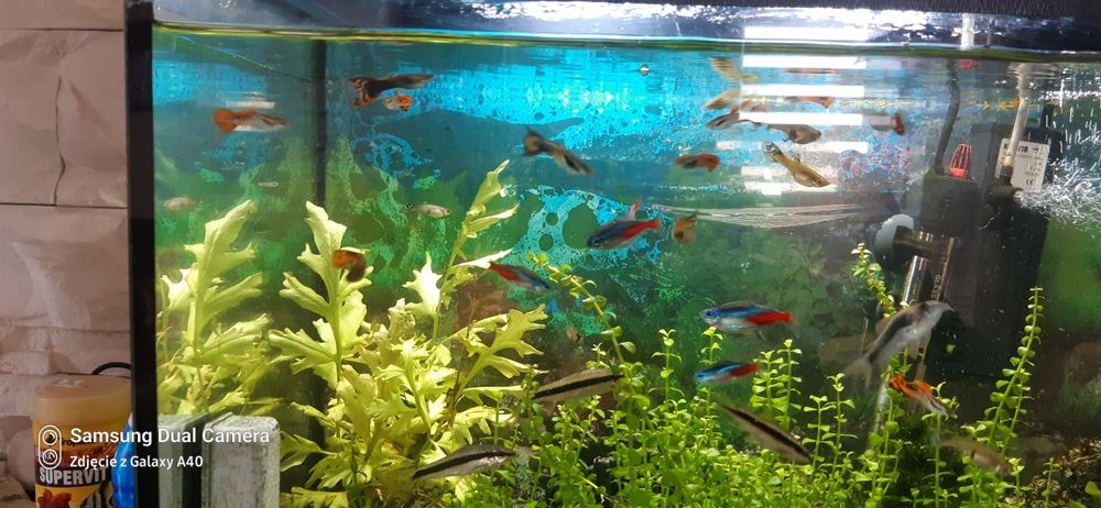 Sprzedam piękne gupiki samiec samiczka zdrowe kolorowe