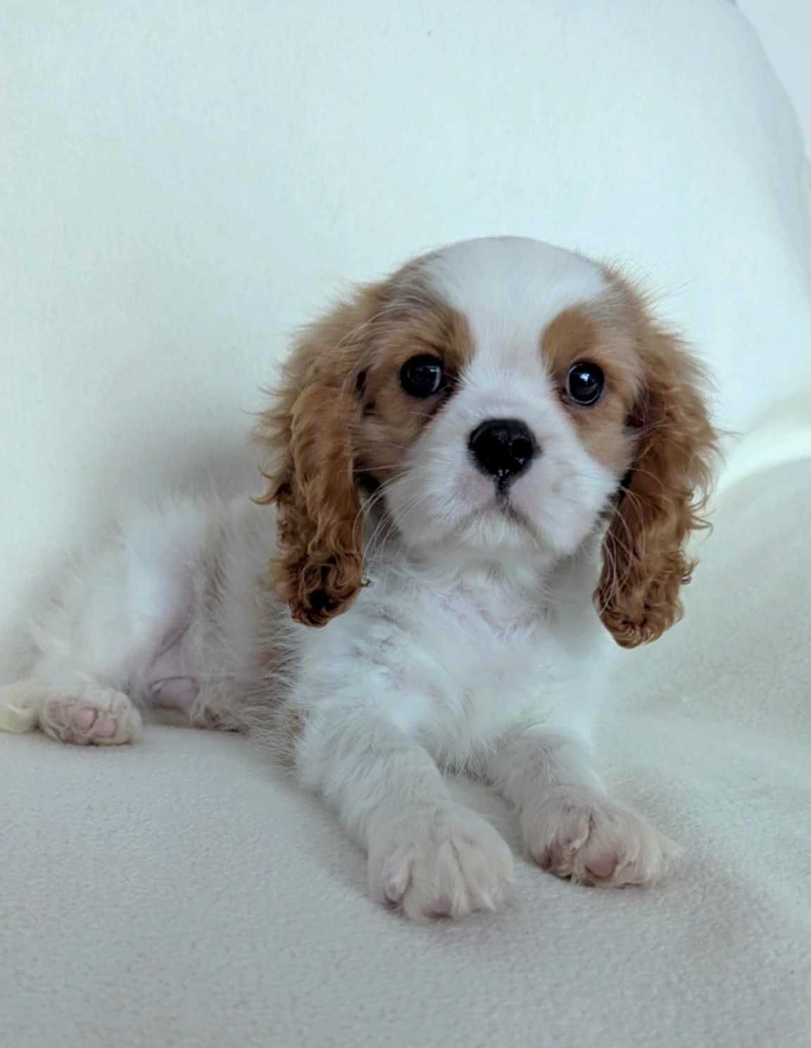 Cavalier King Charles Spaniel Uroczy Piesek