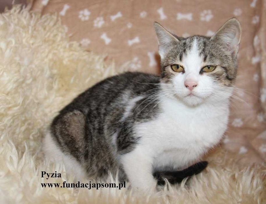 Pyzia, mała koteczka