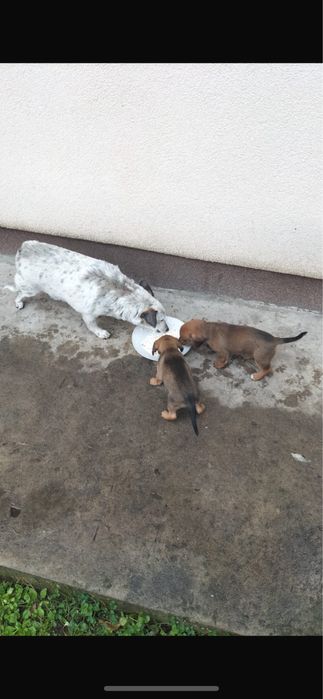 Oddam pieski w dobre rece