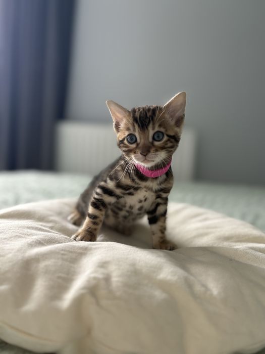 Koteczka bengalska Chilli z Rodowodem FPL