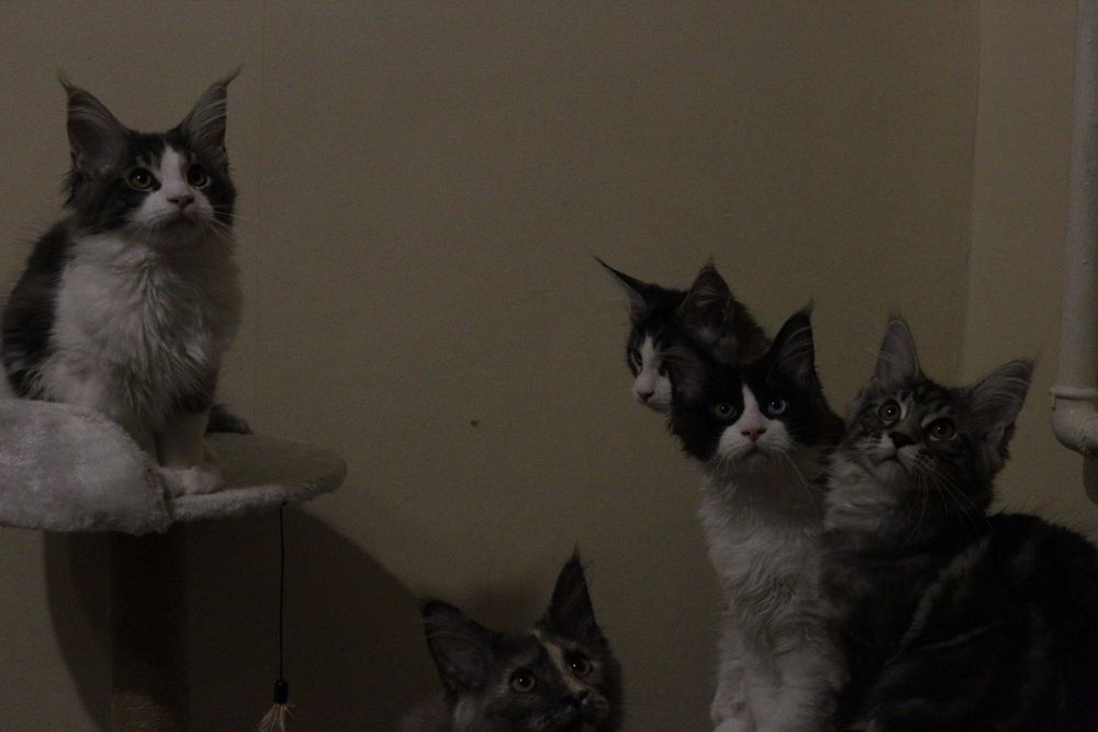 Питомник мейн кунов