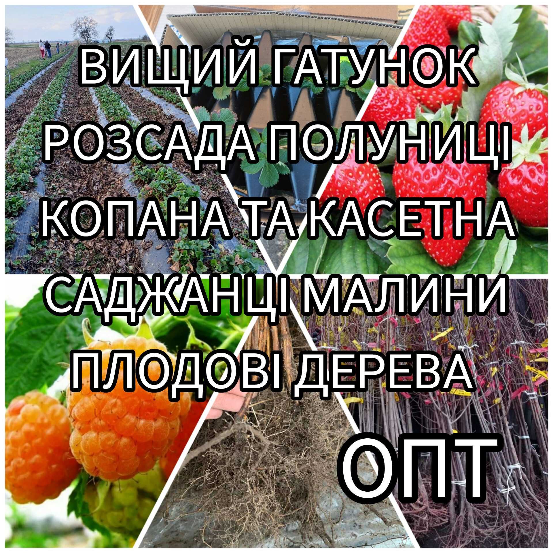 Саджанці Полуниці Розсада Малина Плодові дерева Рассада Клубники