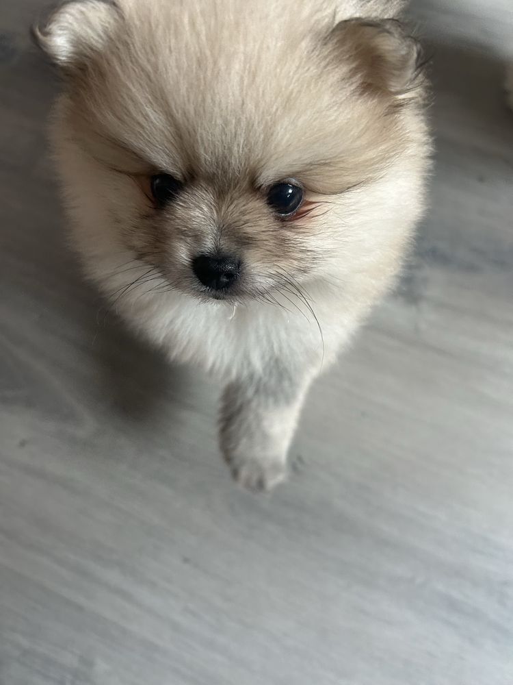 Pomeranian Szpic Miniaturowy