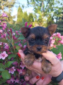 Yorkshire Terrier (Suczka)