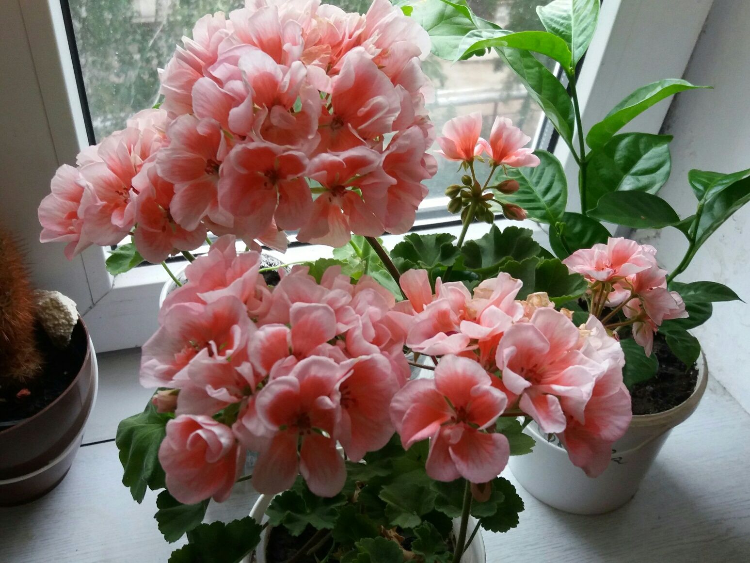 Продам пеларгонии Розовая Жемчужина  (усл.) розебудные , махровые