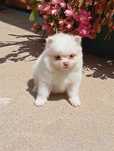 Spitz Alemão minatura