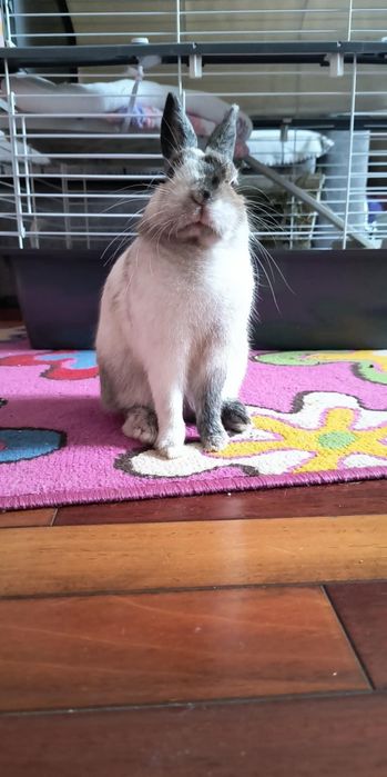 Oddam królika w dobre ręce