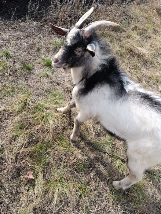 Продам козла осеменителя