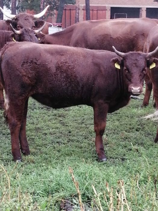 Odsadki mięsne sprzedam