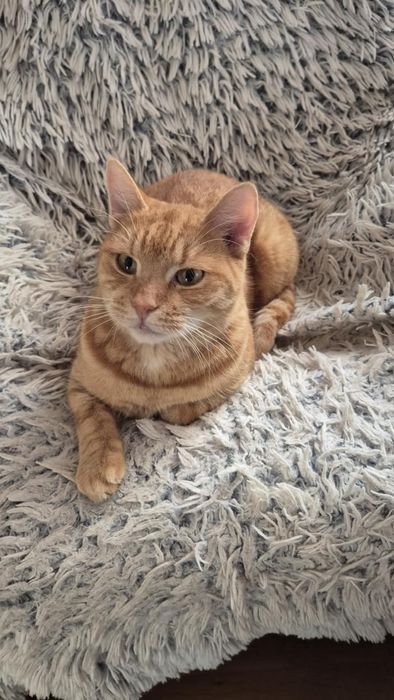 Rudy Rysio - o cudownym charakterze szuka domu