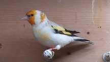 Szczygły syberyjskie Carduelis Carduelis 2024
