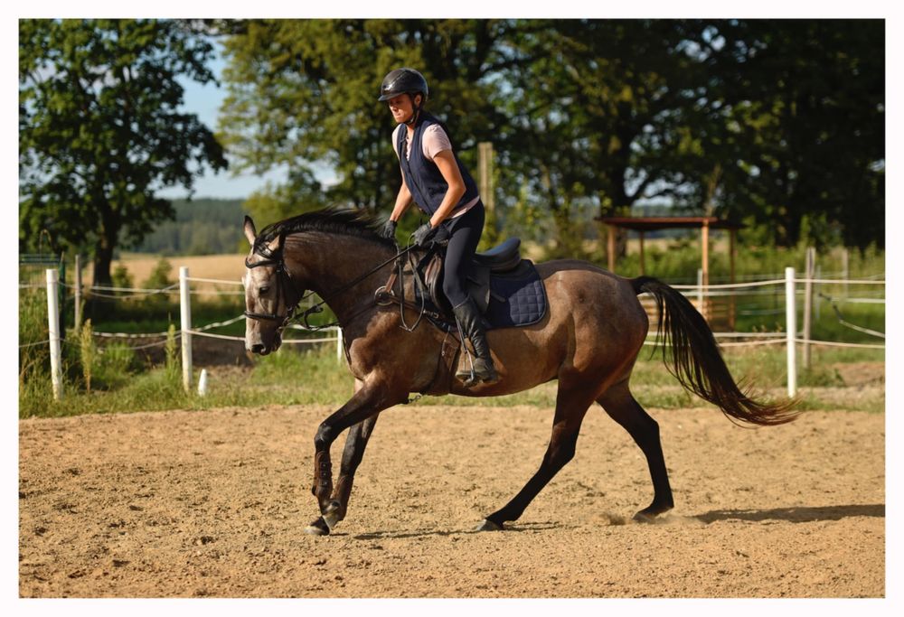 Przyszłościowy wałach małopolski do sportu