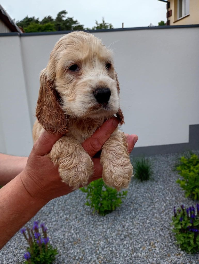 Cocker spaniel angielski
